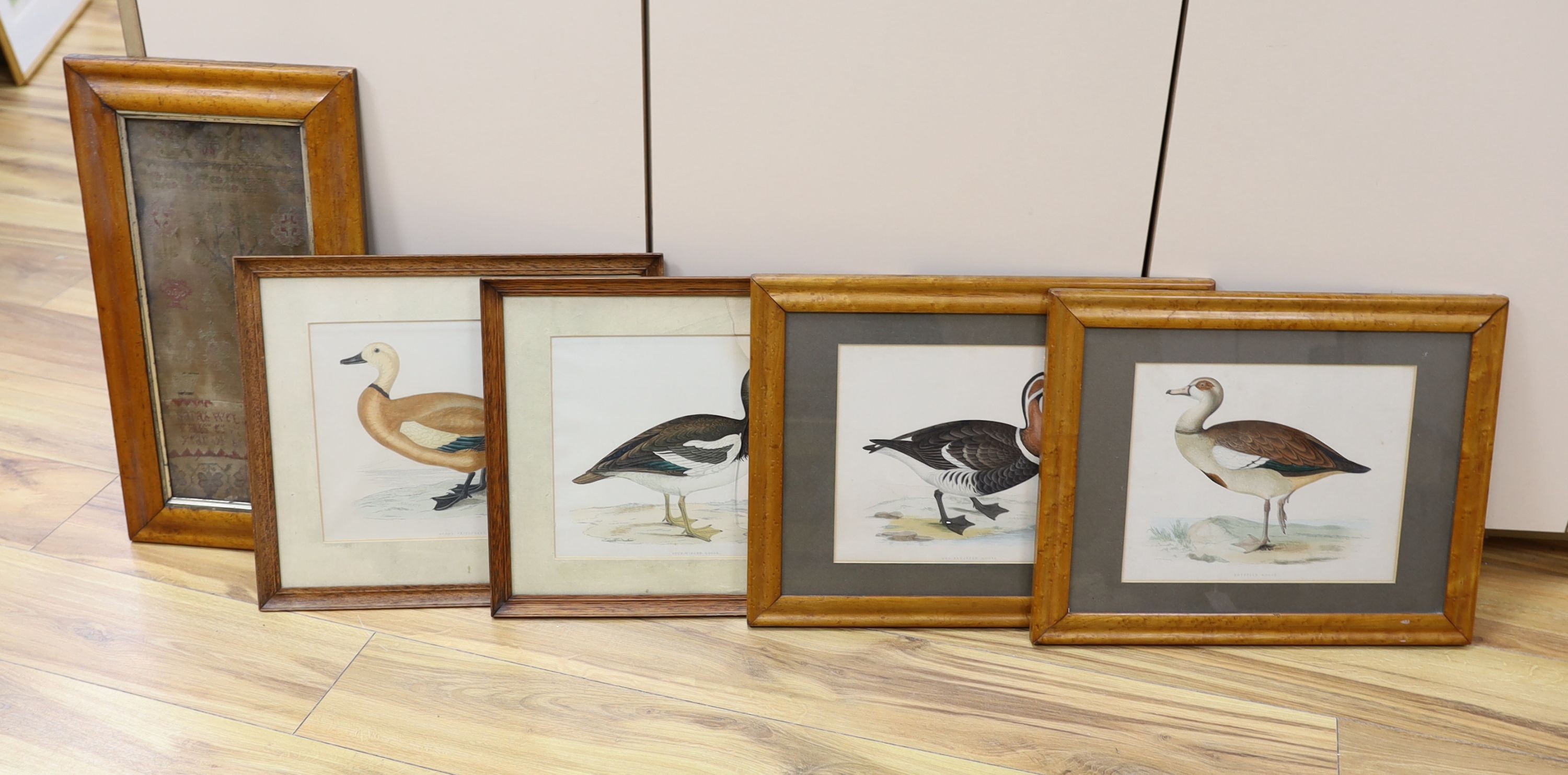 Victorian School, four coloured engravings, Red Breasted Goose, Egyptian Goose, Spur Winged Goose and Ruddy Shieldrake, frames differ, 23 x 29cm, and a Georgian needlework sampler dated 1764